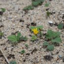 갯씀바귀Ixeris repens (L.)A. Gray(국화과 선씀바귀속) 이미지