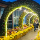 국화전시회 버스킹 문화공연 이미지