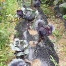 산여울농장 이미지