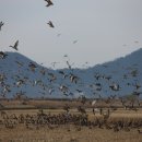 순천만짱둥어마을 이미지