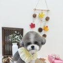 허그몽몽 이미지