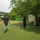 망고 애견 네이버블로그