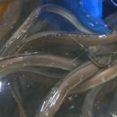 진전면957 이미지