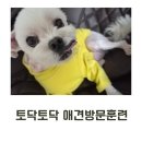 토닥토닥 | 부산강아지훈련 짖음교육 실제 후기 토닥토닥 애견방문훈련