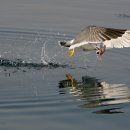 명품 갈매기 이미지