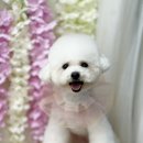 강아지미용실 정독 이미지