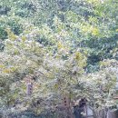 씨엔화이트 이미지