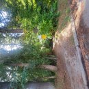 숲으로 가는 길 이미지