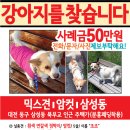 강아지 고양이 전단지제작 사례 (잃어버린 강아지 찾는 전단지입니다.) 이미지