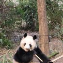 판다 이미지