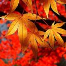 오크벨리 이미지