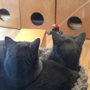 러블리메인쿤 이미지