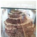 약촌삼계탕 이미지