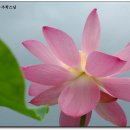 이생에 올때도 내생에 갈때도 / 無一 우학스님 이미지