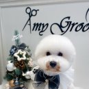 에이미 그루밍 이미지