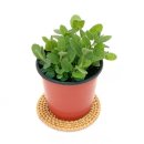 애플민트플라워
