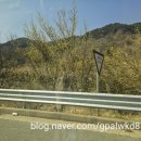 화엄사 | 구례여행 화엄사 홍매화 봄꽃 나들이 후기