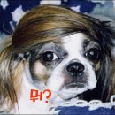 시츄언니 이미지