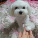 구름이 이미지