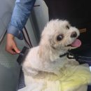 향기롭개 이미지