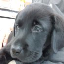 러블리펫 전남3호점 이미지