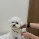 댕빨멍빨 애견미용실 | [대구/달서구] 두류동 애견미용실 아르몽 9월_모찌 후기♡