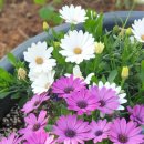 별이&체리 이미지