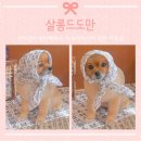 살롱드도만 이미지