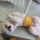 더왈츠앤조이피아 이미지