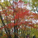 충열회 11월 산행 안내(서울대공원 산림욕장) 이미지