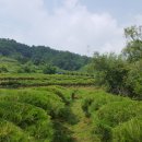 여주-0571 Daum카페