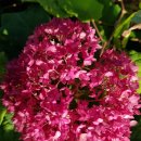 안나벨라 이미지