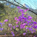 수정 Daum카페