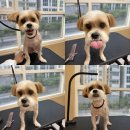 발렌티몽 이미지