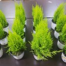 아이와 함께 생활 원예 이미지