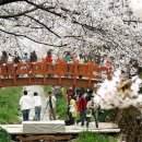 전국 최대의 벚꽃축제 '진해군항제' 이미지