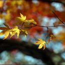 단풍나무 이미지