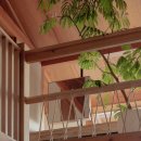 stadium of dogs 이미지