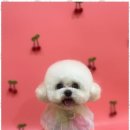 완산애견 이미지