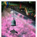 봉은사판전현판 | 3월 봉은사 홍매화, 최근 몇 년 간의 사진 모음