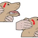 동탄24시동물의료센터 이미지