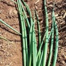 삼봉농장 이미지