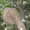 두송반도 이미지