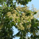 개오동나무 오동나무 벽오동나무 ~향오동~꽃말 젊음 이미지