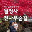 지제2동마을회관 | 오대산 월정사 전나무숲길 주차장 단풍 맛집까지