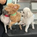 아잉독 애견카페 이미지