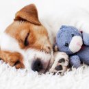 백석동물병원 이미지