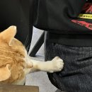 고양이생선횟집