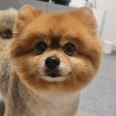 강아지 미용 이미지