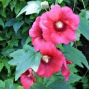 종달리수국길 이미지